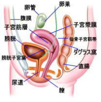 子宮側面図